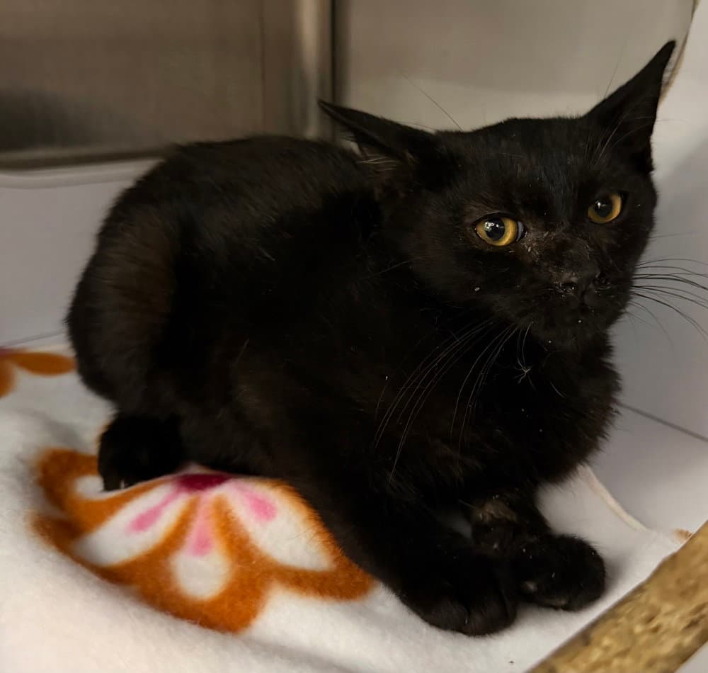 Driver - Domestic Short Hair