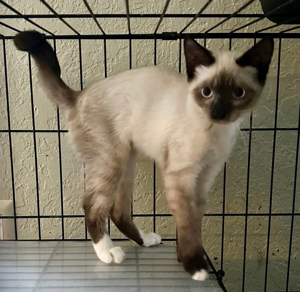 Pitching Wedge - Domestic Short Hair
