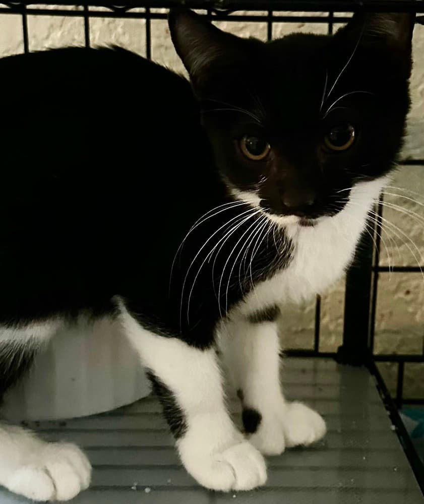 Gap Wedge - Domestic Short Hair