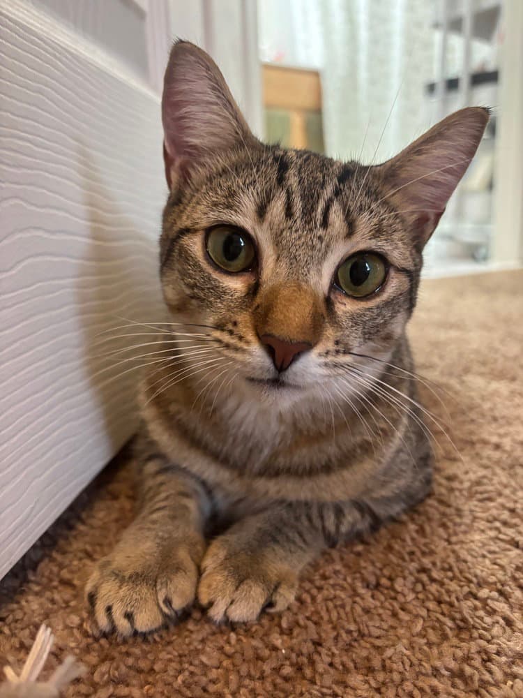 Rumi - Domestic Short Hair