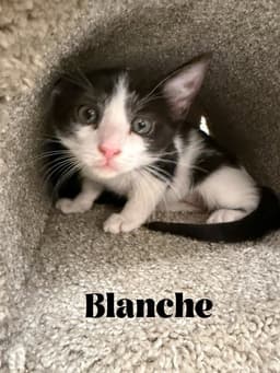 Blanche image 1
