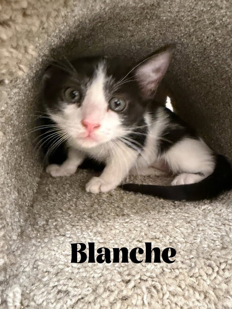Blanche - Domestic Short Hair