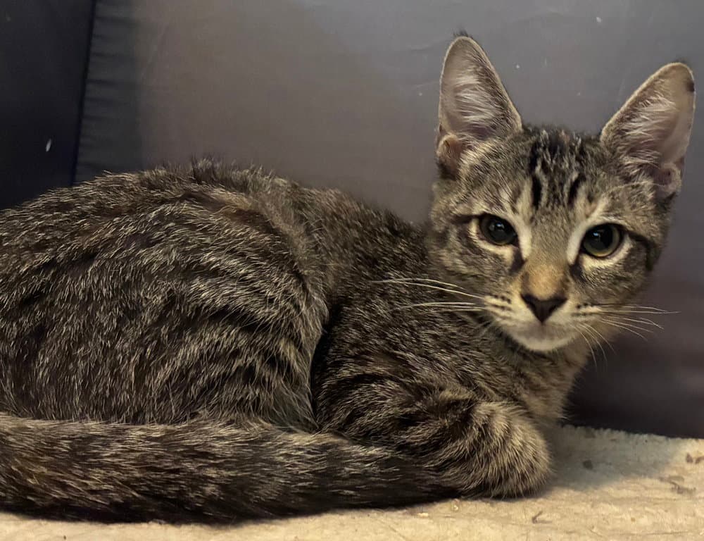Ocas - Magnolia - Domestic Short Hair
