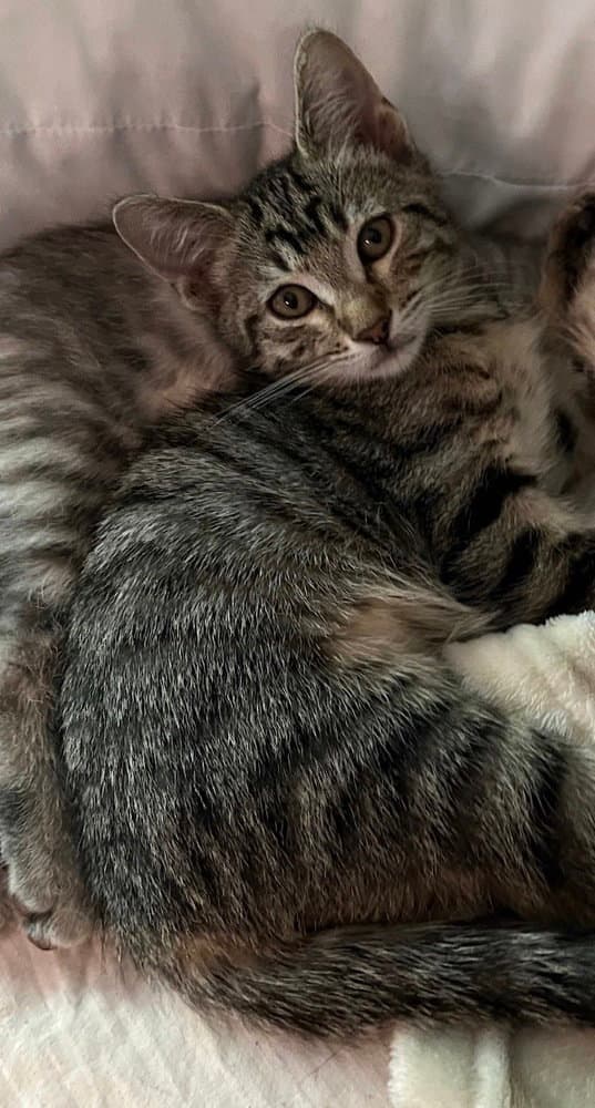 Boober - Domestic Short Hair