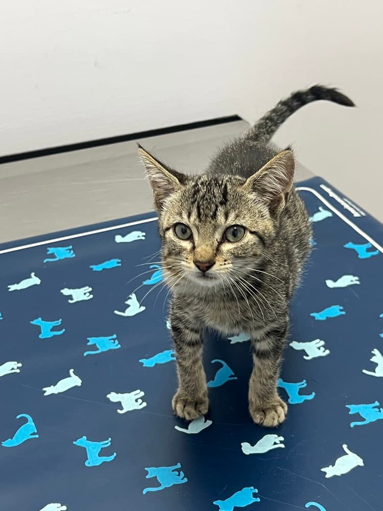 Larkin - Domestic Short Hair