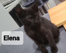 Elena image 1