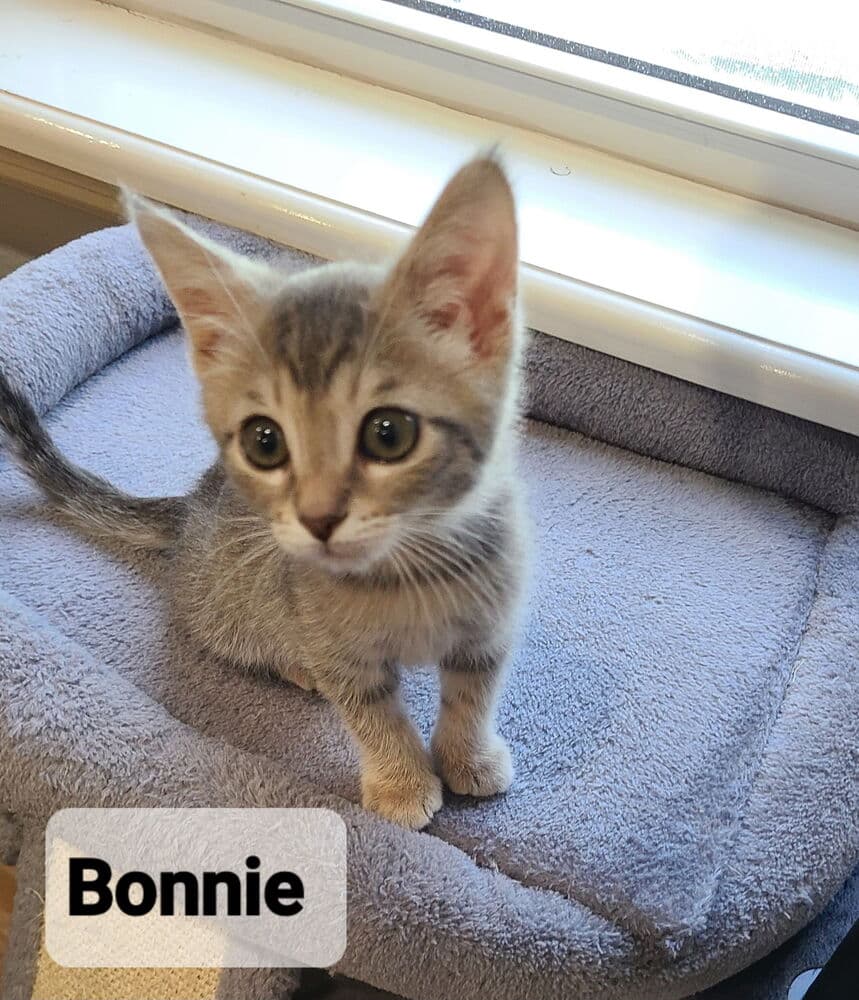 Bonnie - Domestic Short Hair