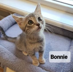 Bonnie image 2
