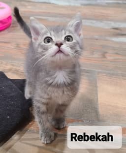 Rebekah image 1