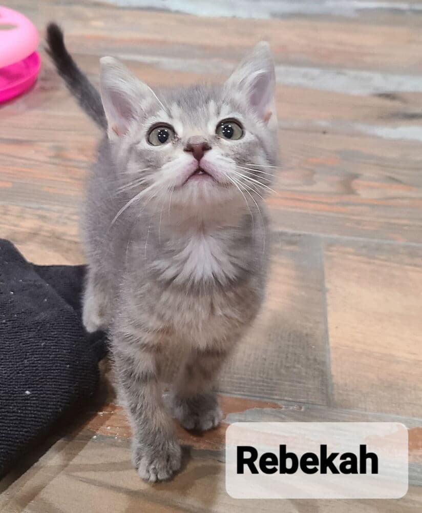 Rebekah - Domestic Short Hair