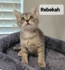 Rebekah image 3