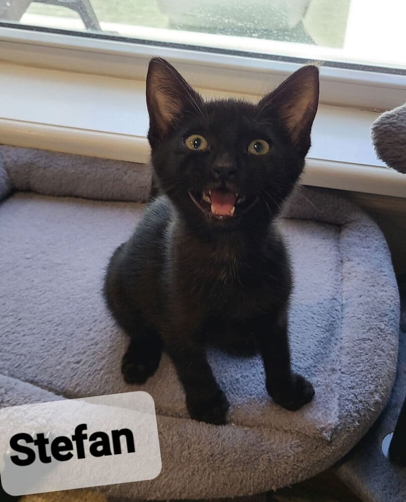 Stefan - Domestic Short Hair