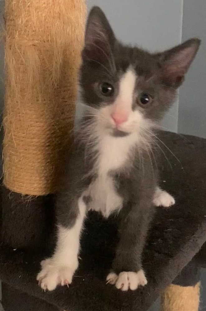 Rupert - Domestic Short Hair