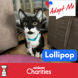 Lollipop image 1