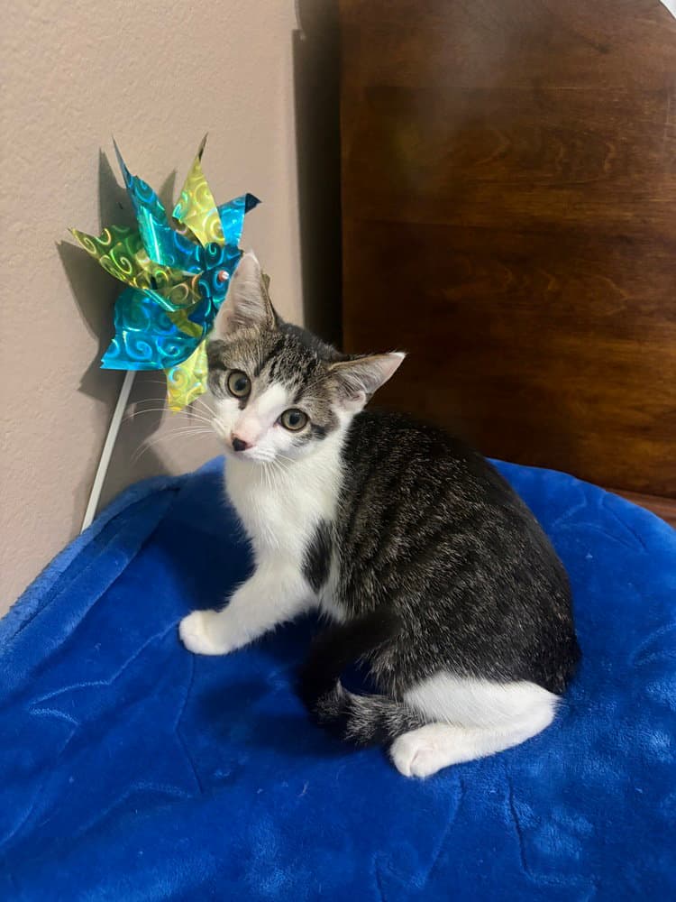 Whitney - Domestic Short Hair