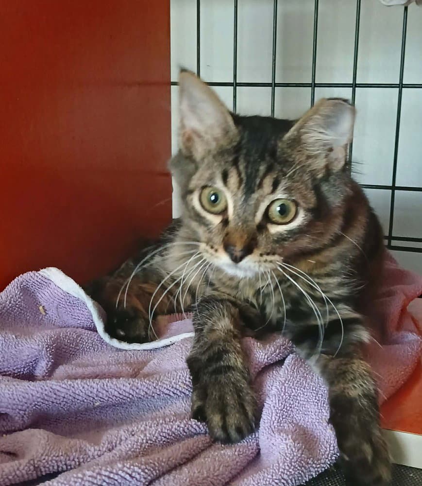 Adrian - Domestic Short Hair