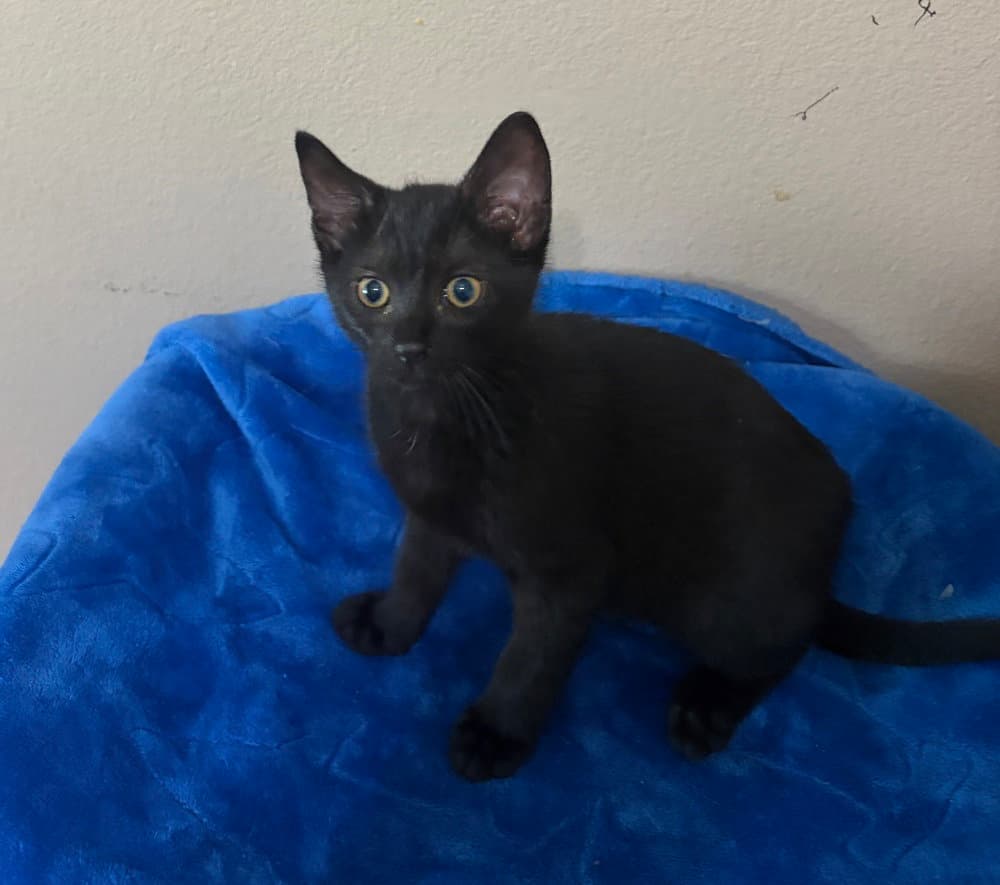 Andes - Domestic Short Hair