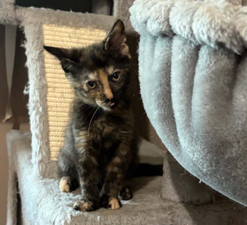 Zia - Domestic Short Hair