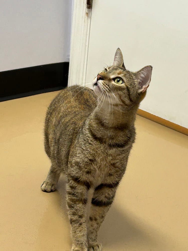 Twyla - Domestic Short Hair
