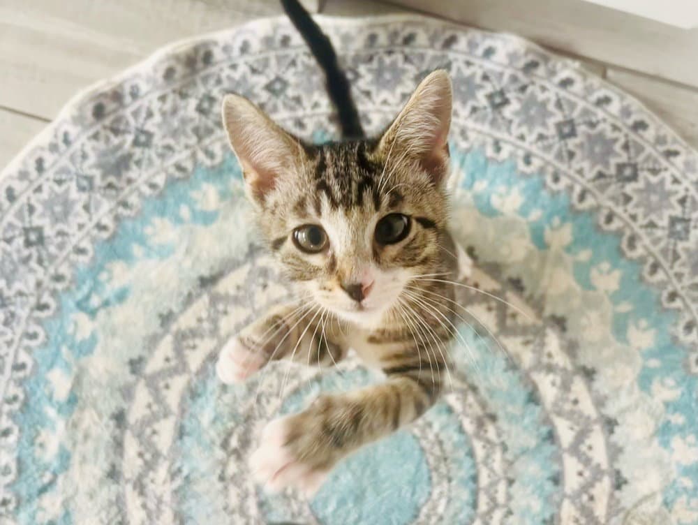 Daffodil - Domestic Short Hair