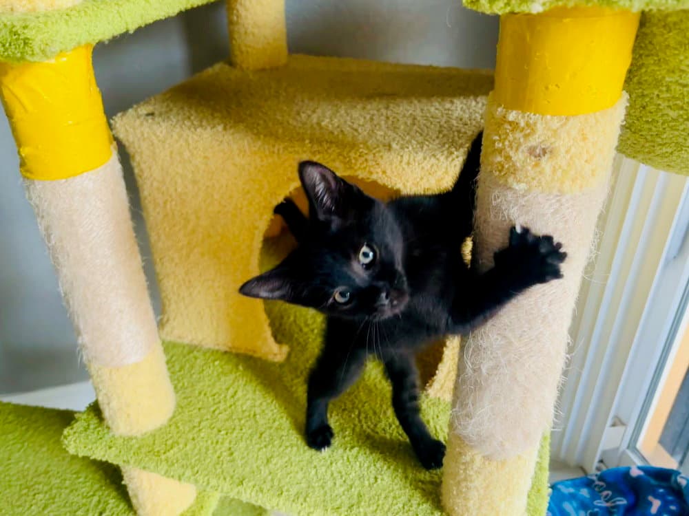 Poppy - Domestic Short Hair