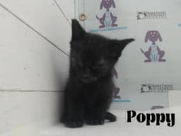 Poppy image 4