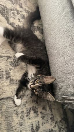 Lola image 3