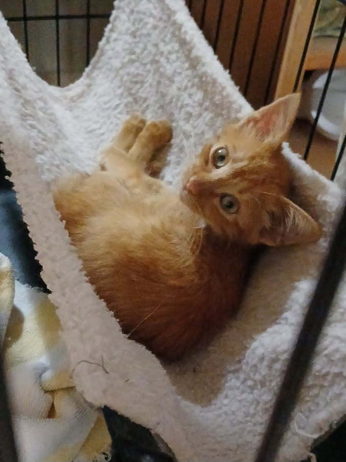 Fanta - Domestic Short Hair