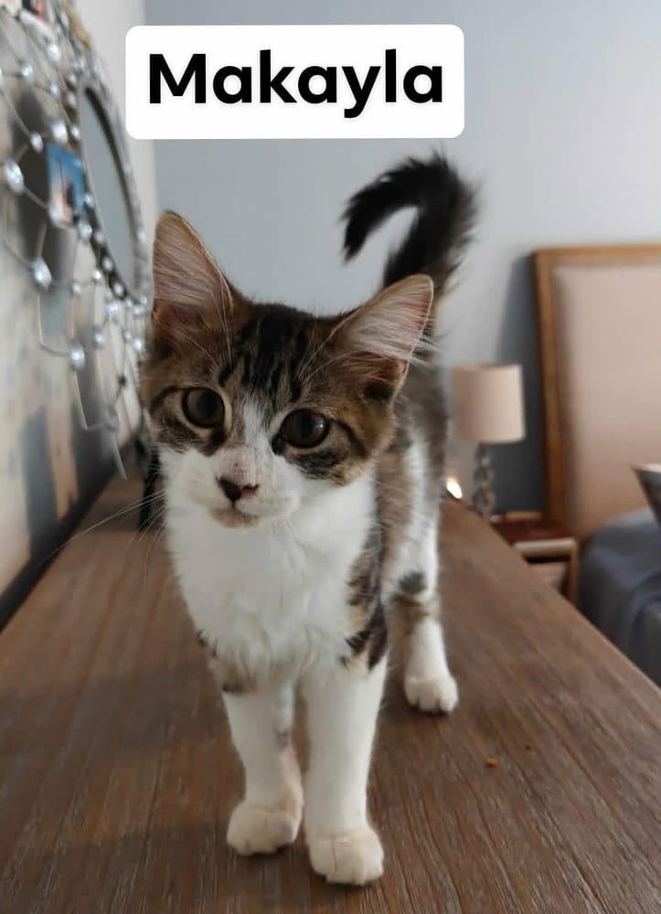 Makayla - Domestic Medium Hair