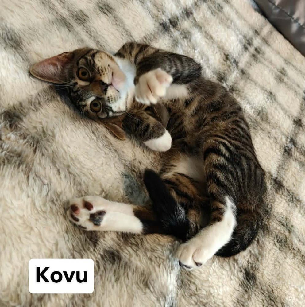 Kovu - Domestic Short Hair