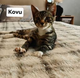 Kovu image 2
