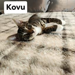 Kovu image 3