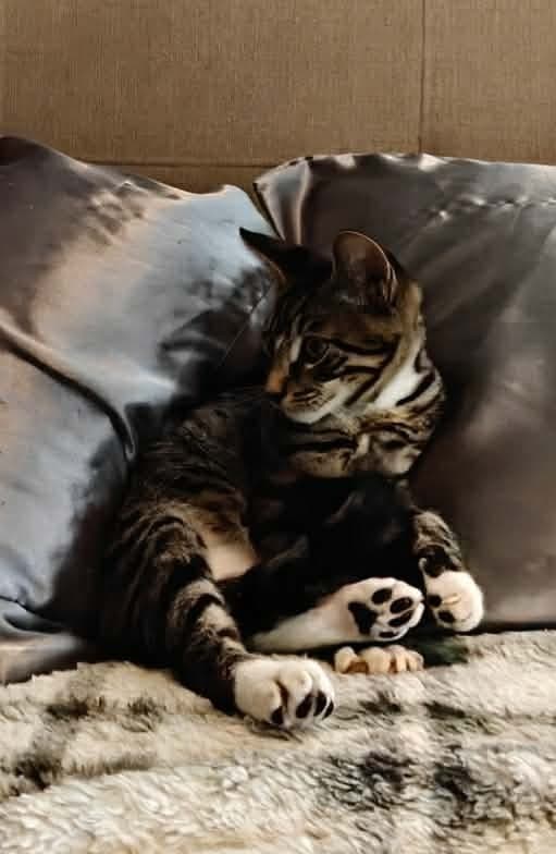 Cal - Domestic Short Hair