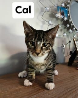 Cal image 2
