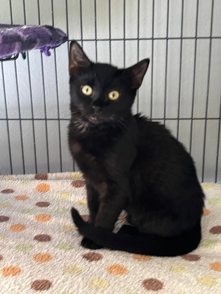 Siyah - Domestic Short Hair