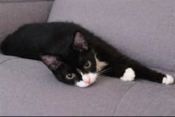 Spideycat image 1