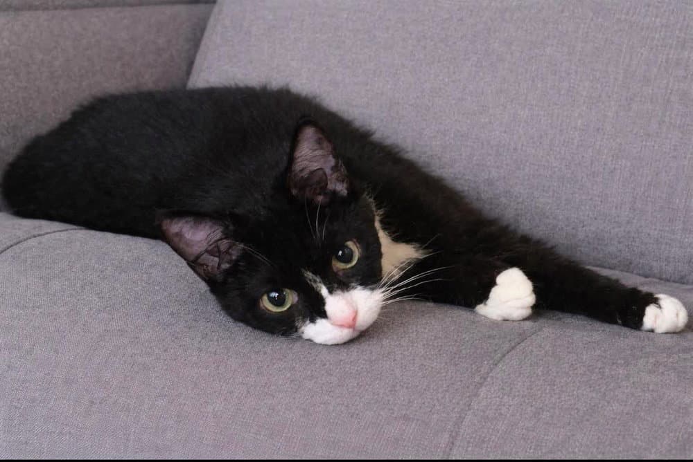 Spideycat - Domestic Short Hair