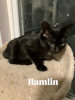 Hamlin Special Needs - Felv image 1