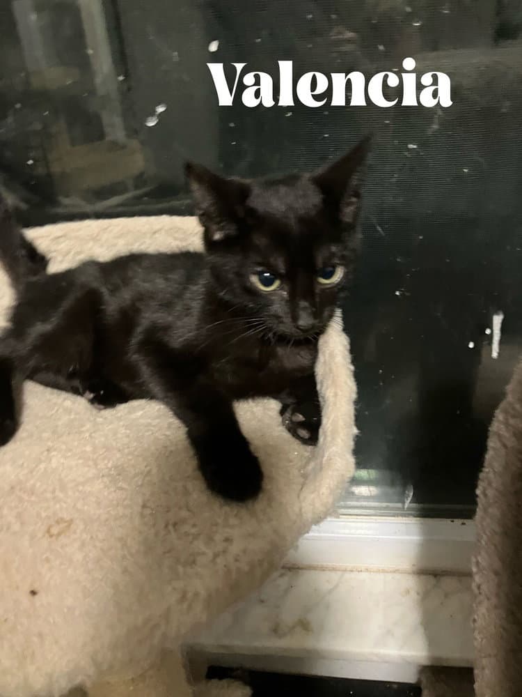 Jaffa Special Needs - Felv - Domestic Short Hair