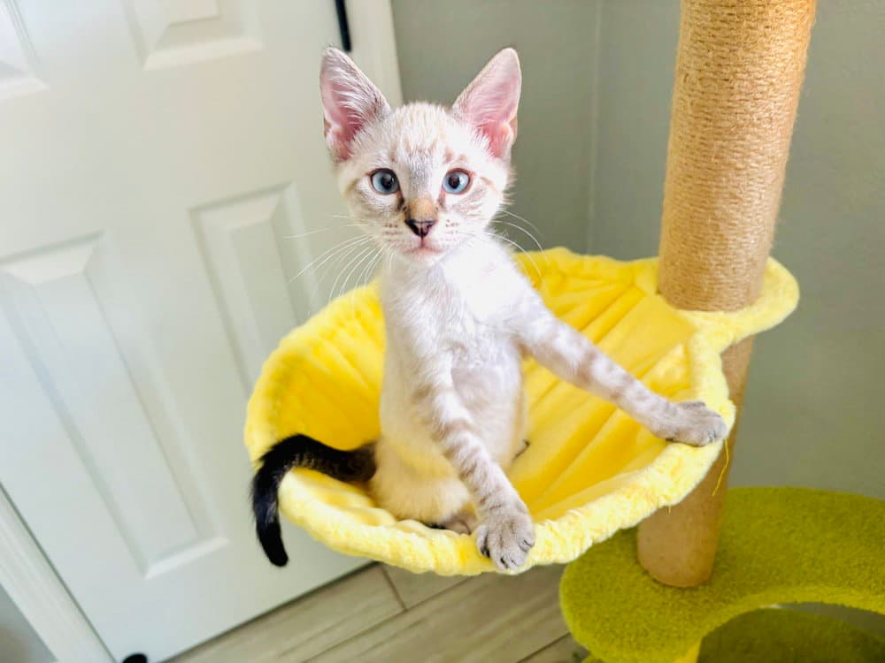 Jasper - Domestic Short Hair