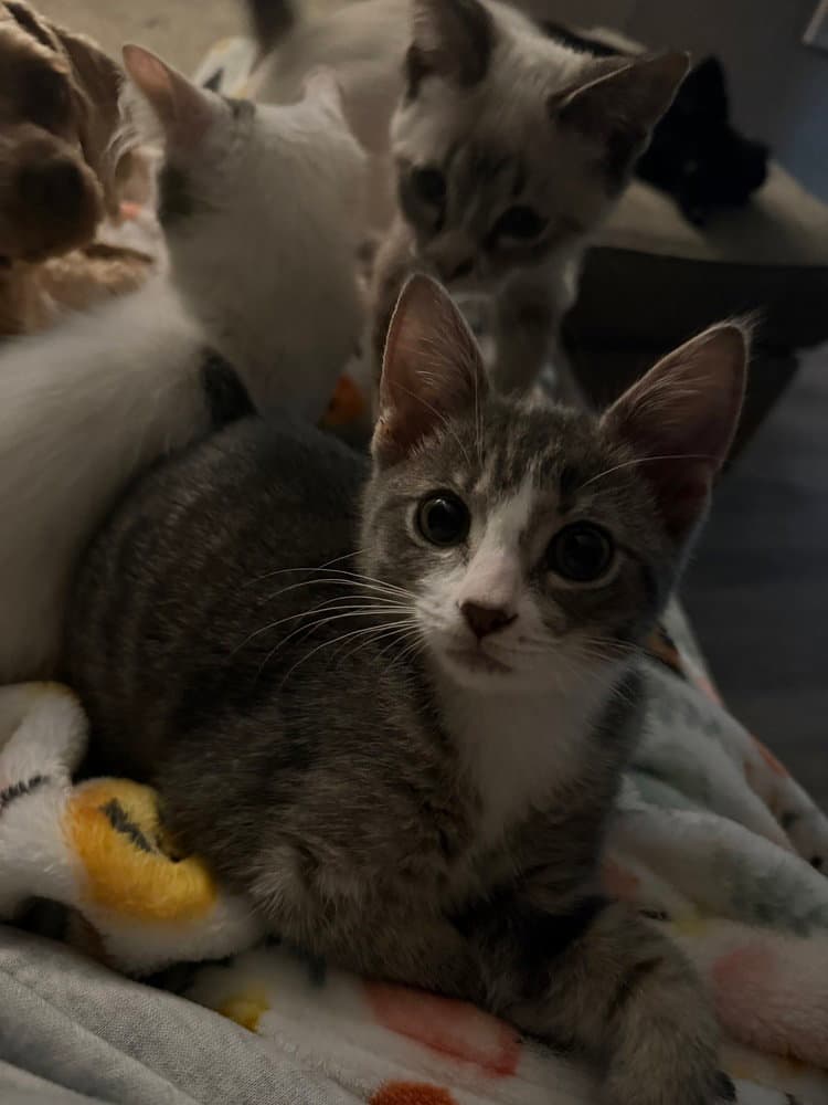 Aldi - Domestic Short Hair