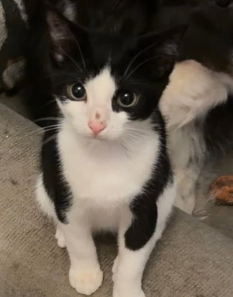 Noodles A - Domestic Short Hair