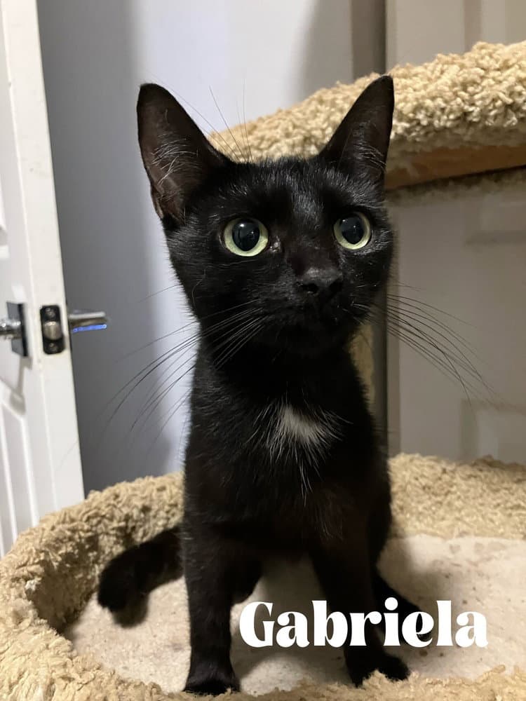Gabriela - Domestic Short Hair