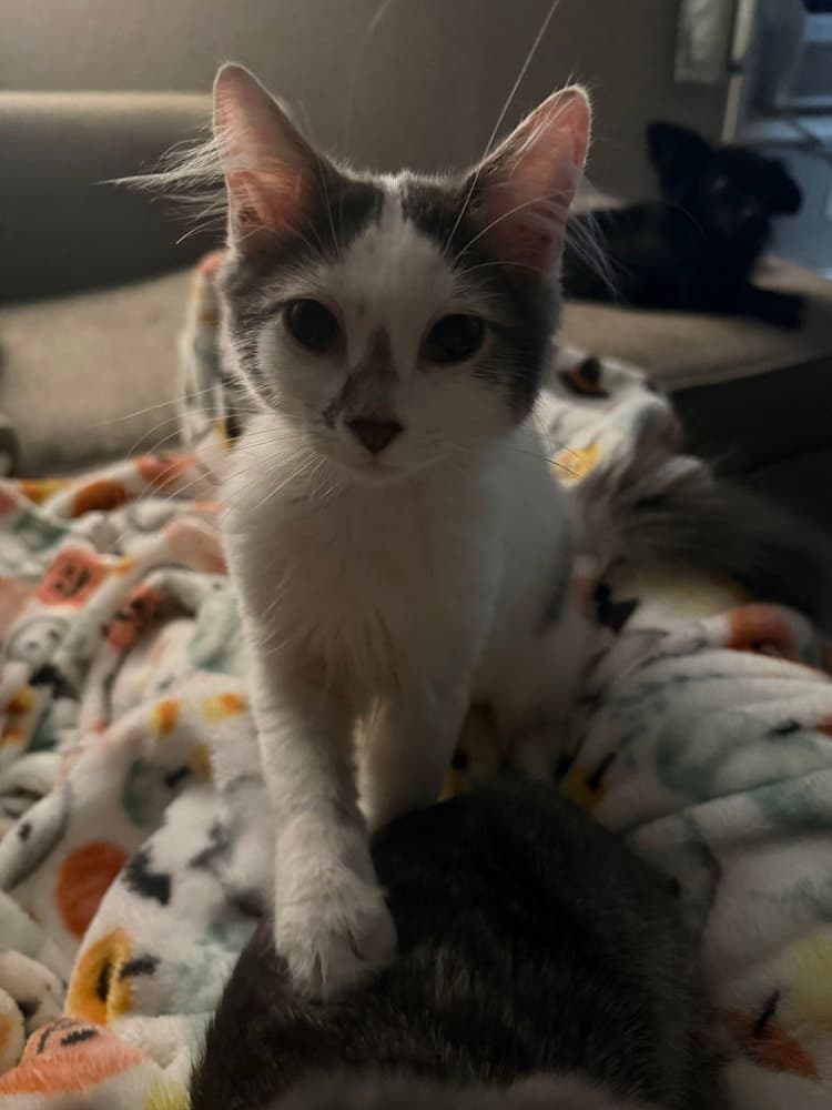 Sushi Adopted - Domestic Medium Hair