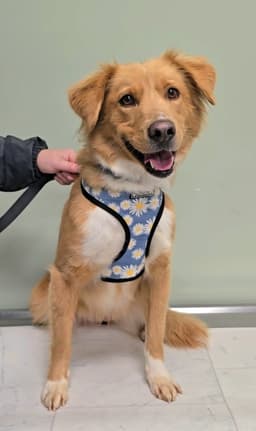 Lucy image 1