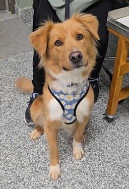 Lucy image 4