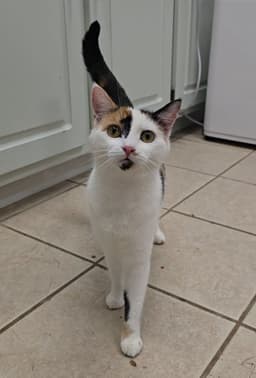 Pepper image 1