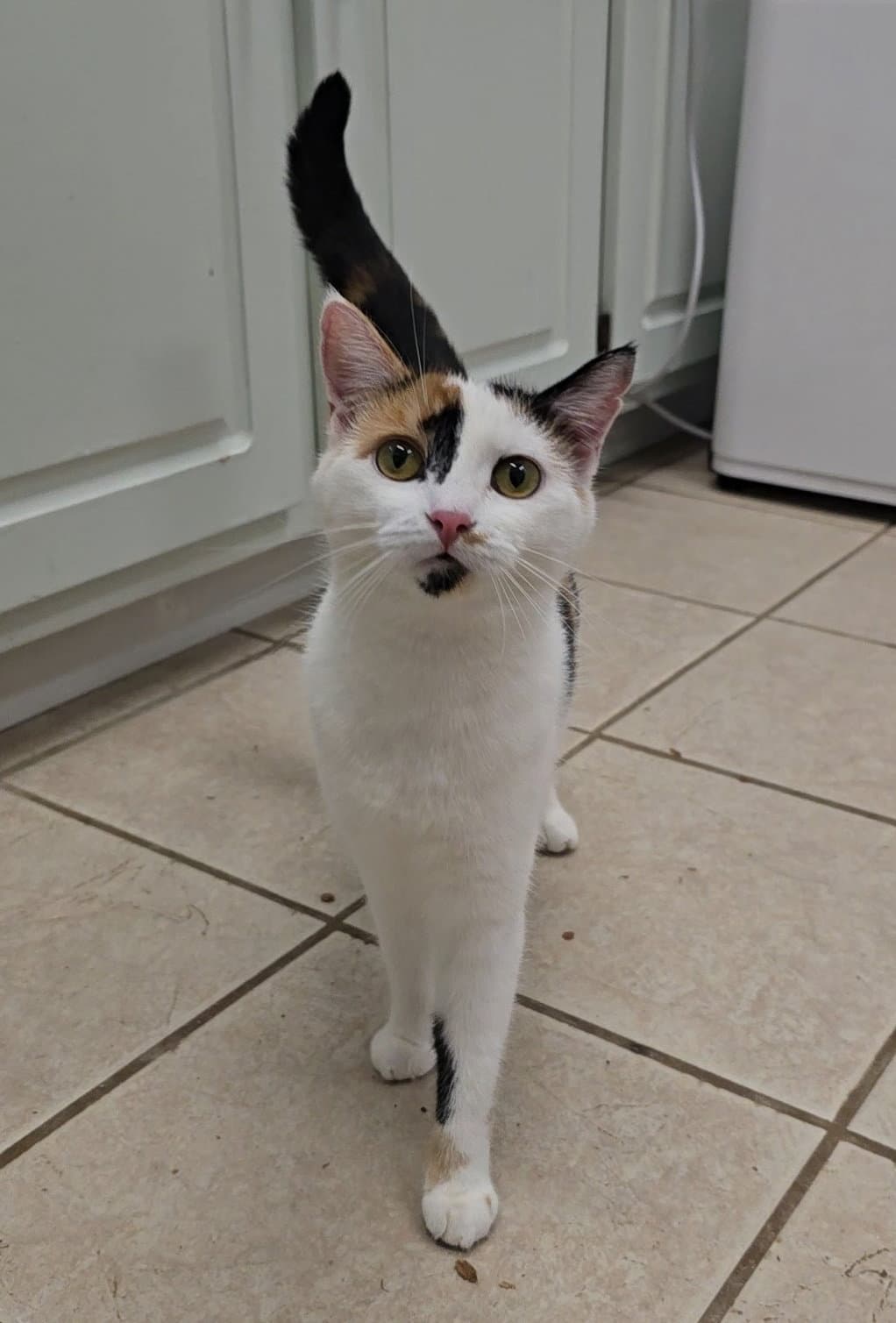 Pepper - Domestic Short Hair