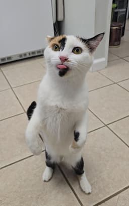 Pepper image 3