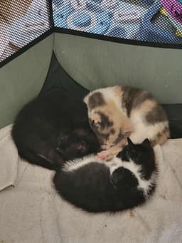 Bagheera image 3